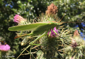 Grande Sauterelle verte, Sauterelle verte (des prés), Tettigonie verte, Sauterelle à coutelas © O. Escuder