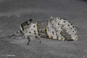 Harpye fourchue (La) © J. Touroult
