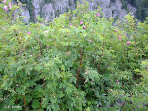 Rosier des Alpes © 