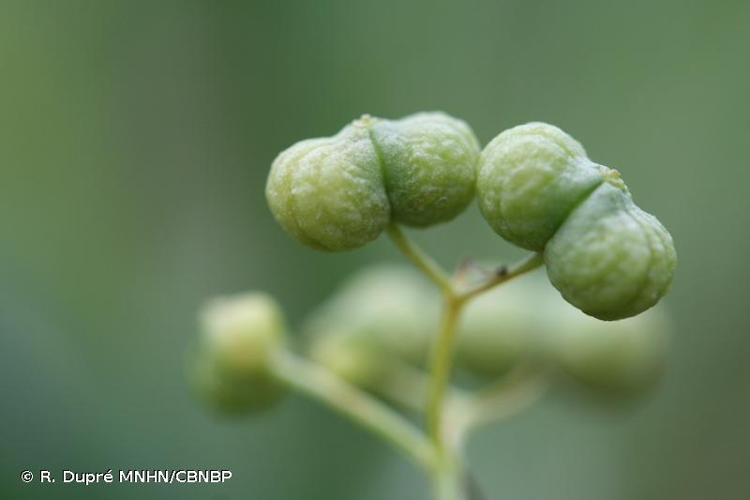 Bifora testiculé, Bifora à deux coques, Bifora à testicules &copy; R. Dupré MNHN/CBNBP