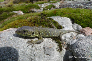 Lézard ocellé (Le) © F. Serre Collet