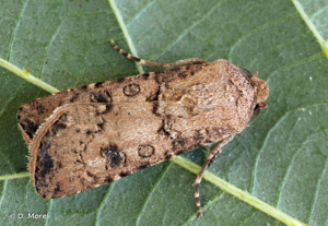 Noctuelle des Moissons (La) © D. Morel