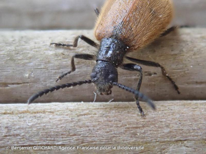 Lagrie hérissée © Benjamin GUICHARD/Agence Française pour la Biodiversité