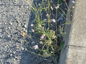 Scabieuse pourpre foncé, Scabieuse des jardins © A. Lacoeuilhe