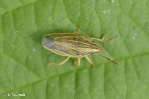 Punaise à tête allongée © J. Touroult