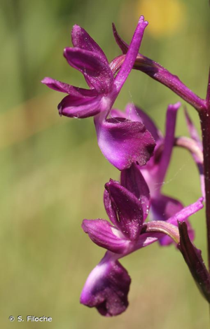 Orchis à fleurs lâches © S. Filoche