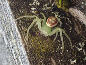 Thomise tricolore © A.M. Rantet-Poux