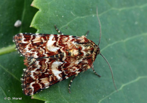 Noctuelle de la Myrtille (La) © D. Morel