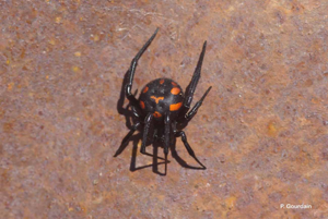 Malmignatte, Veuve noire méditerranéenne, Veuve noire d'Europe © P. Gourdain