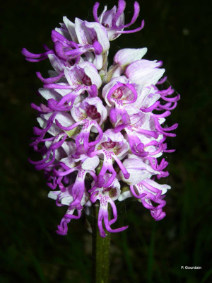 Orchis singe © P. Gourdain