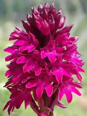 Orchis pyramidal, Anacamptis en pyramide © H. TINGUY
