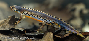 Triton alpestre (Le) © E. SANSAULT - ANEPE Caudalis