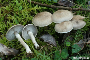 Tricholome ceinturé © R. Chalange