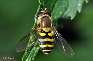 Syrphe du groseillier © C. Quintin