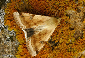 Noctuelle peltigère (La) © D. Morel