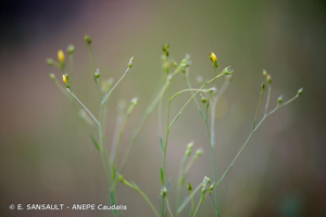 Lin de France © E. SANSAULT - ANEPE Caudalis