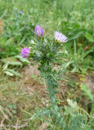 Chardon à petites fleurs, Chardon à petits capitules © O. Roquinarc'h