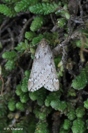 Phalène du Marronnier (La), Alsophile printanière (L') © P. Chatard