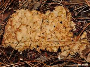 Sparassis crépu © Y. Sellier