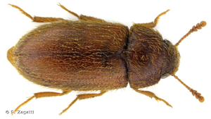 Mycétophage des céréales (le) © P. Zagatti