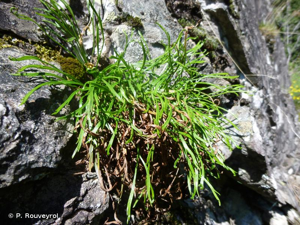 Doradille du Nord, Doradille septentrionale © P. Rouveyrol