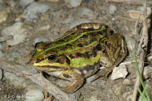 Grenouille de Lessona (La) © J.-C. de Massary