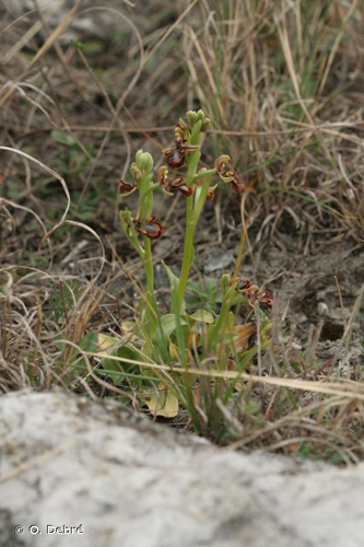 Ophrys miroir &copy; O. Debré