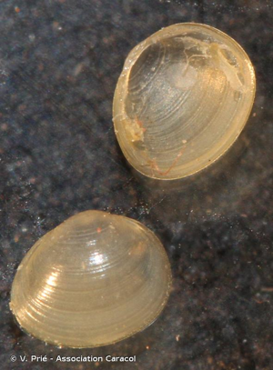 Pisidie ubique © V. Prié - Association Caracol
