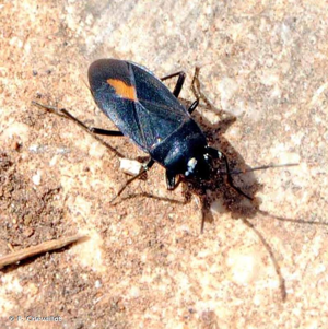 Aphanus de Rolander © F. Chevaillot