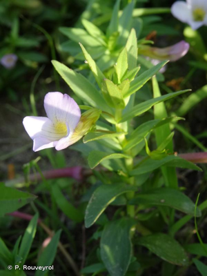 Gratiole officinale, Herbe au pauvre homme © P. Rouveyrol