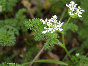 Scandix Peigne-de-Vénus © C. Epicoco
