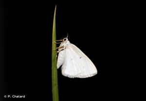 Phalène satinée (La) © P. Chatard