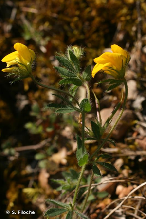 Lotus des marais, Lotier des marais © S. Filoche