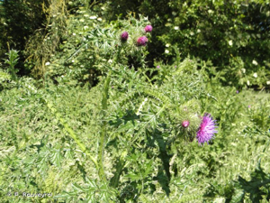 Chardon crépu © P. Rouveyrol