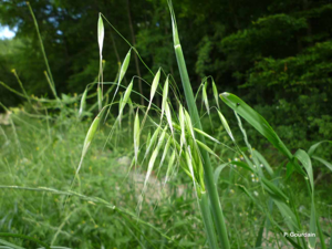 Avoine cultivée © P. Gourdain