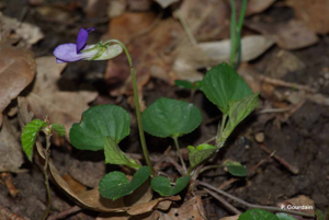 Violette des bois, Violette de Reichenbach © P. Gourdain