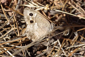 Faune (Le), Arachné (L'), Coronis (Le) © P. Gourdain