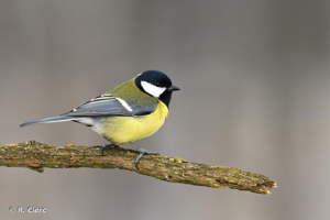 Mésange charbonnière © R. Clerc