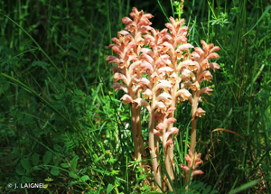 Orobanche giroflée, Orobanche à odeur d'Oeillet © J. LAIGNEL
