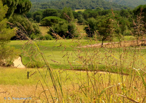 Sorgho d'Alep, Herbe de Cuba © O. Roquinarc'h