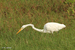 Grande Aigrette © R. Jantot