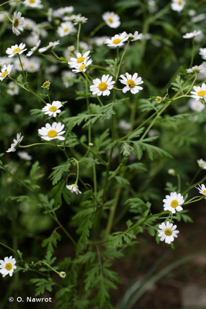 Grande camomille, Tanaisie Parthénium © O. Nawrot