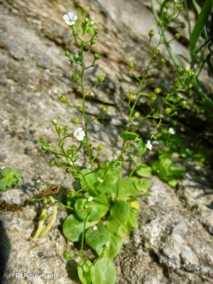 Samole de Valerand, Mouron d'eau © P. Rouveyrol