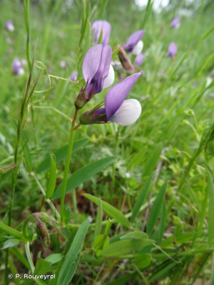 Vesce de Bithynie © P. Rouveyrol