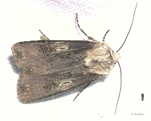 Noctuelle des Renouées (La) © A. Horellou