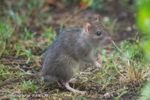 Rat noir, Rat commun © Photographie dcedric33