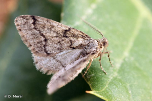 Gymnospile commune (La), Gymnospile crème (La) © D. Morel