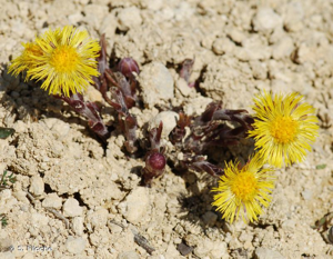 Tussilage, Pas-d'âne, Herbe de saint Quirin © S. Filoche