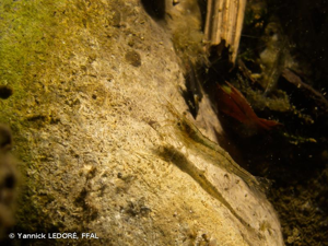 Caridine, Crevette d'eau douce © Yannick LEDORÉ, FFAL