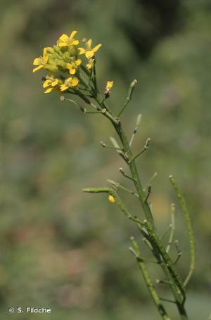 Vélar fausse-giroflée, Fausse Giroflée © S. Filoche